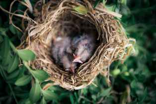 selective focus photography of two hatchling birds in nest